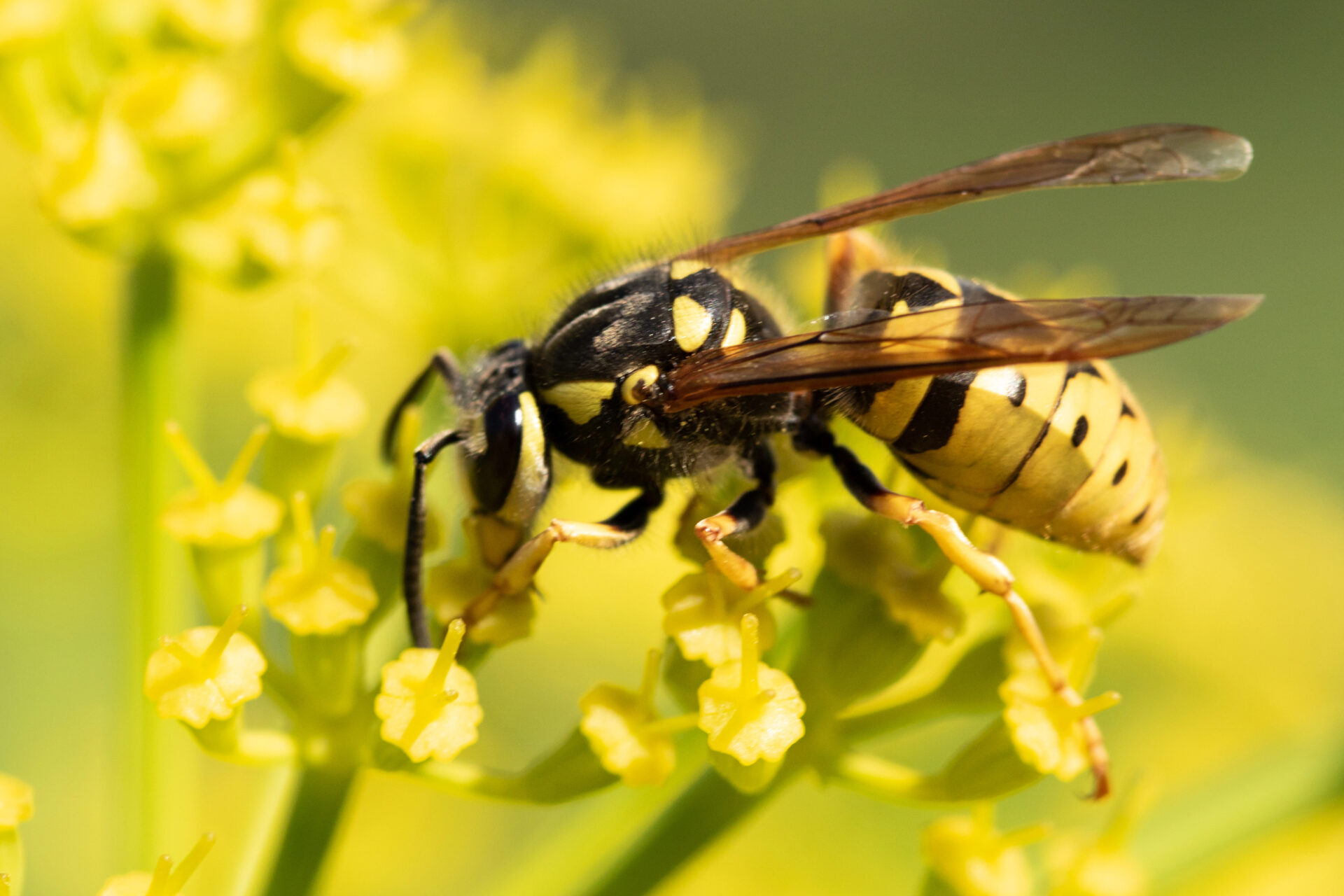 Homeopathy and Insect Stings - National Center for Homeopathy (NCH)