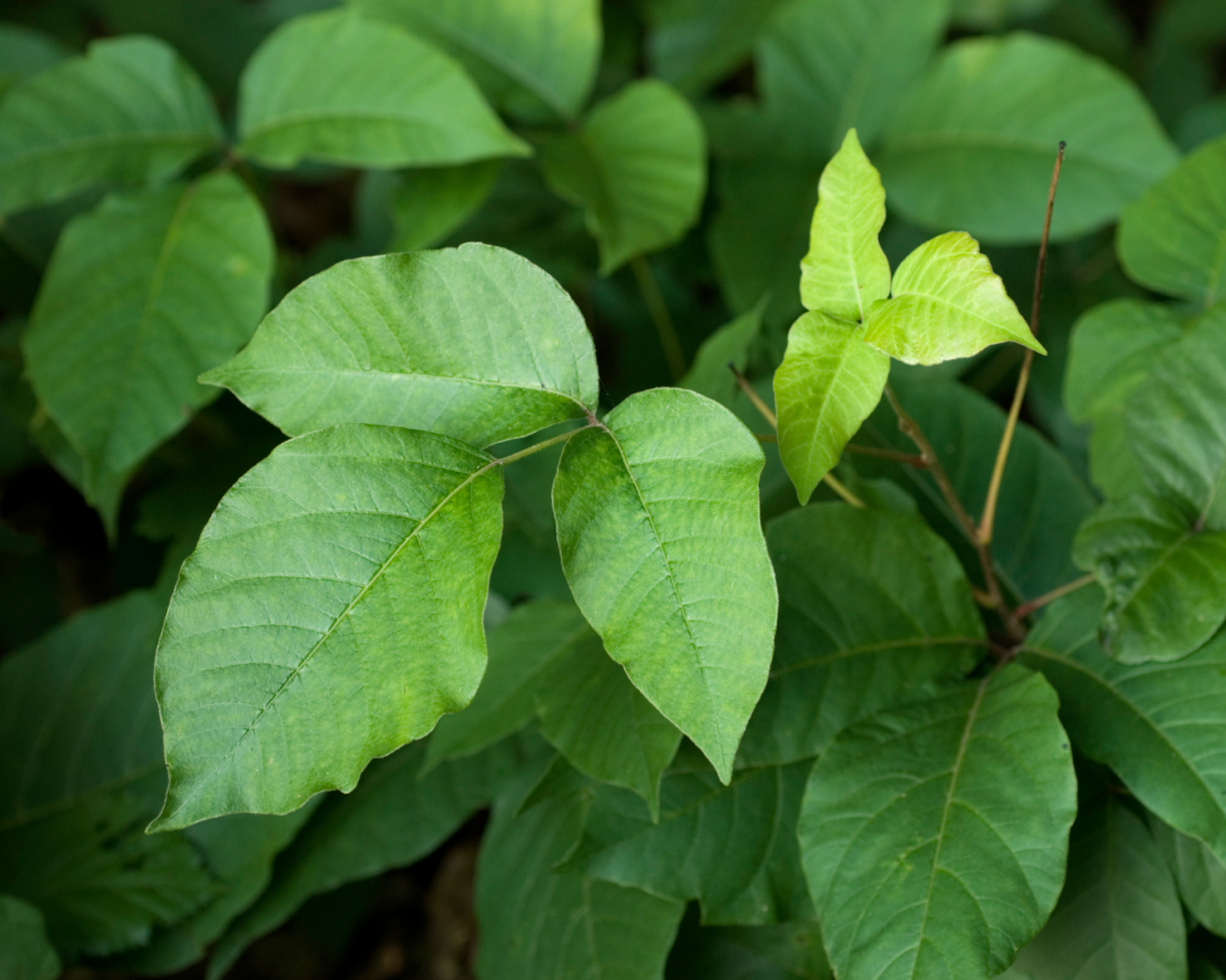 Close-up of poison ivy leaves showing the characteristic clusters of three leaflets